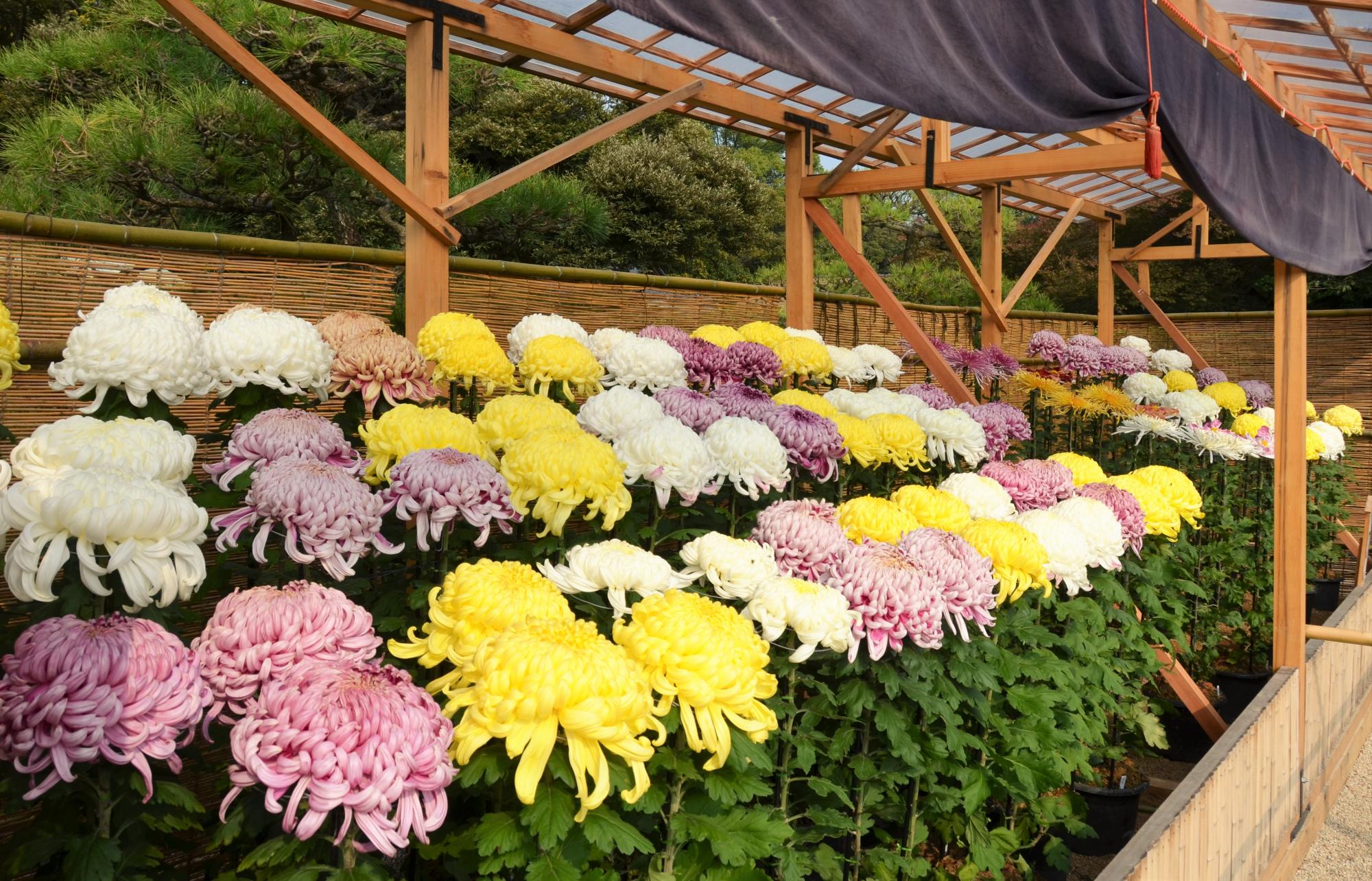 菊花大会の写真