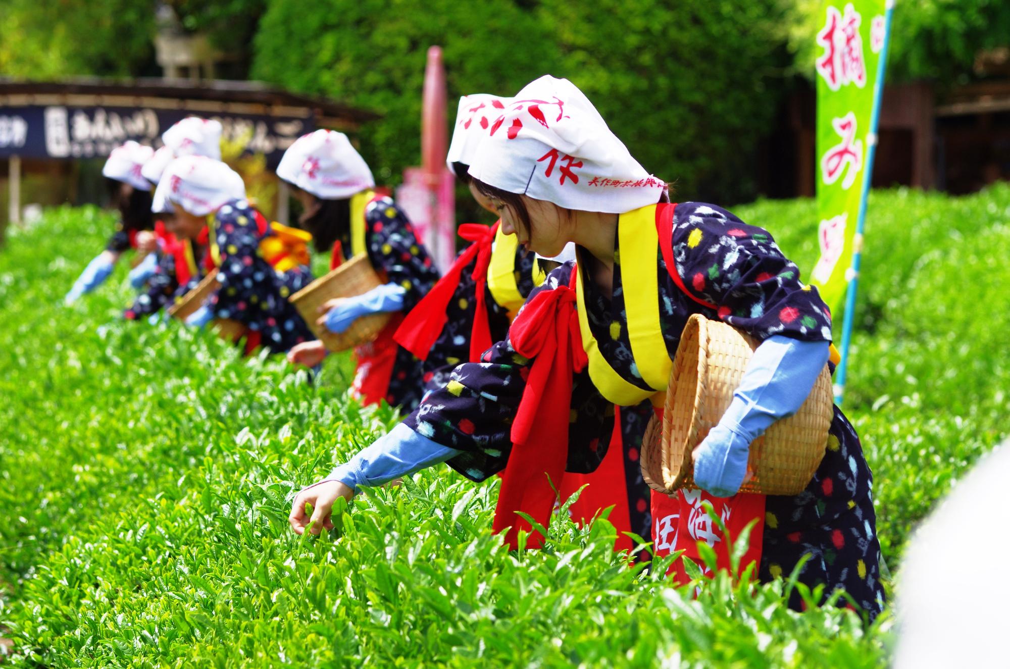 晴天のなか、かわいらしい茶つみ娘さんたちがお茶を摘んでいる写真